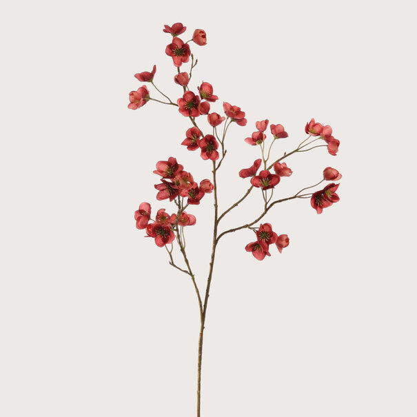 Hellebore Mini Massala H105