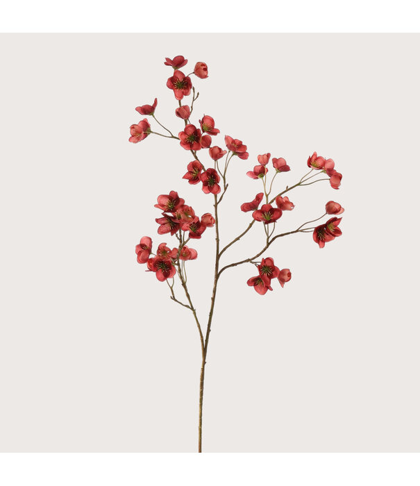 Hellebore Mini Massala H105