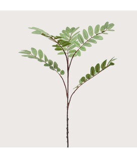 Mahonia tak Groen H105