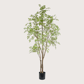 Nandina H210 D110