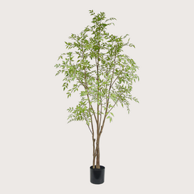 Nandina H210 D110