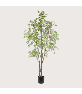 Nandina H210 D110