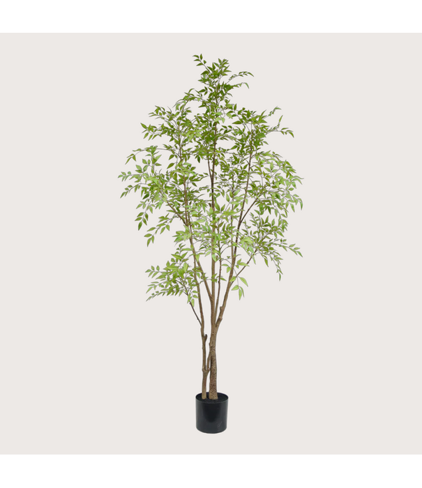 Nandina H210 D110