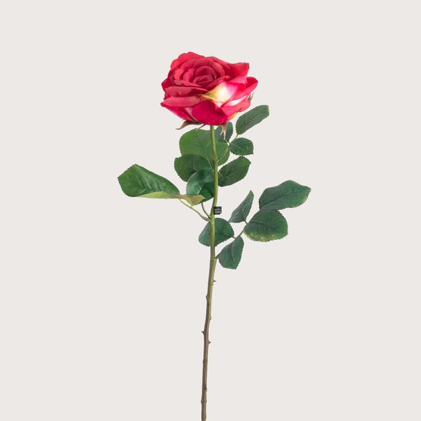 Roos Roze H66