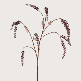 Phytolacca Burgundy H123