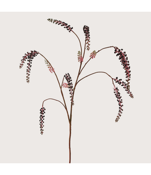 Phytolacca Burgundy H123