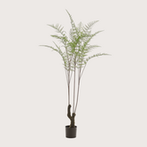 Wood Fern Green H210 D120