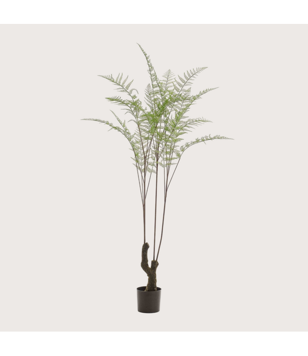 Wood Fern Green H210 D120