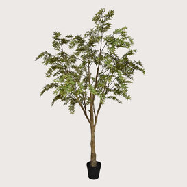 Acer Tree H280 D170