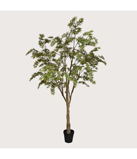 Acer Tree H280 D170