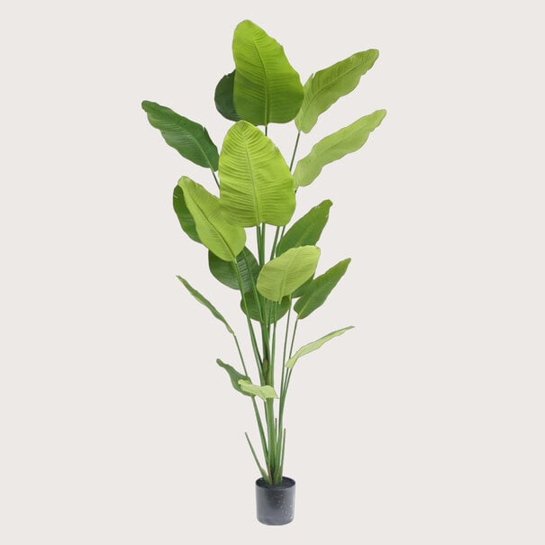 Strelitzia Nicolai H240 D140