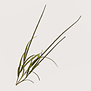 Grass Branch H135