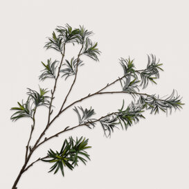 Leaf branch Podocarpus H143