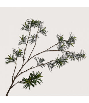 Leaf branch Podocarpus H143