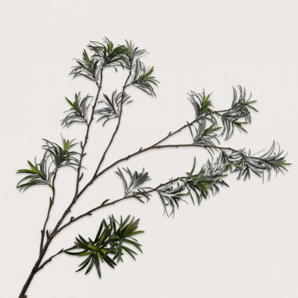 Leaf branch Podocarpus H143
