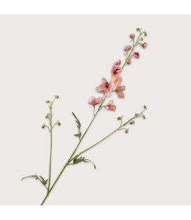 Delphinium Tak Roze H101