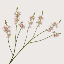 Crocosmia Tak Roze H117