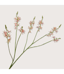 Crocosmia Branch Pink H117