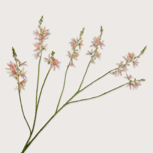 Crocosmia Tak Roze H117