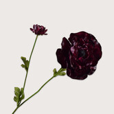 Ranunculus Branch Bordeaux H63
