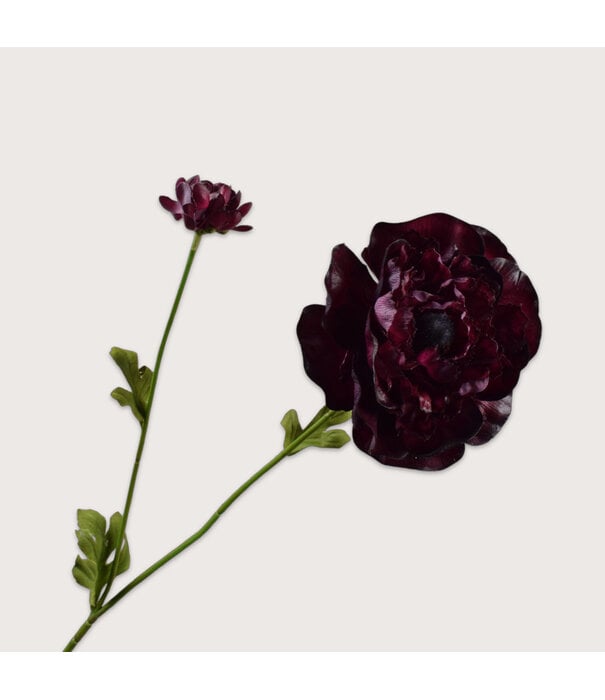 Ranonkel Tak Bordeaux H63