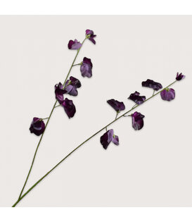 Lathyrus Tak Bordeaux H89