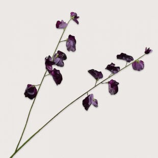 Lathyrus Tak Bordeaux H89