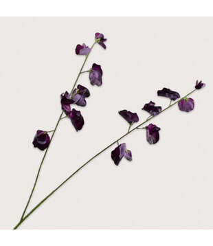 Lathyrus Tak Bordeaux H89