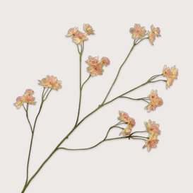 Astrantia Tak Perzik H95