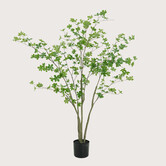 Enkianthus H150 D80