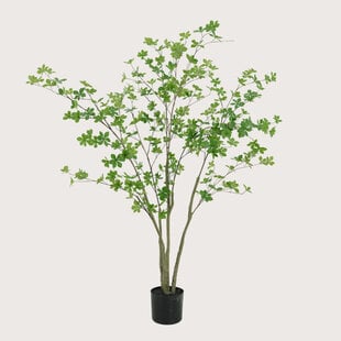 Enkianthus H150 D80