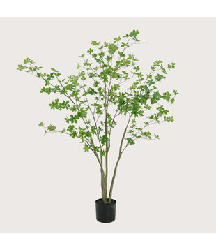 Enkianthus H150