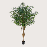 Murraya Deluxe Tree Green H250 D160