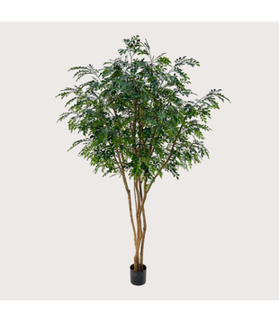 Murraya Deluxe Boom Groen H250 D160