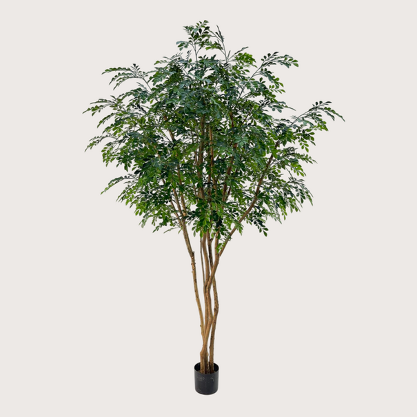 Murraya Deluxe Tree Green H250 D160