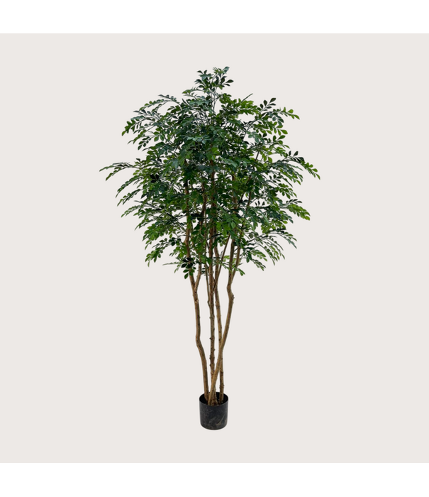 Murraya Deluxe Tree Green H210 D105