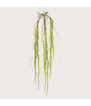 Amaranthus Hangende Tak Groen H150