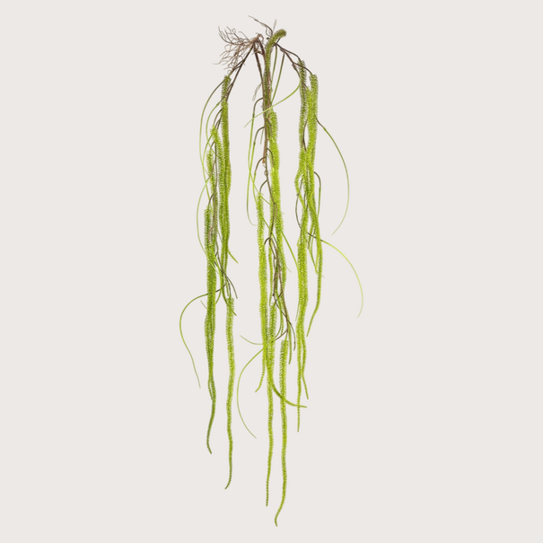 Amaranthus Hangende Tak Groen H150