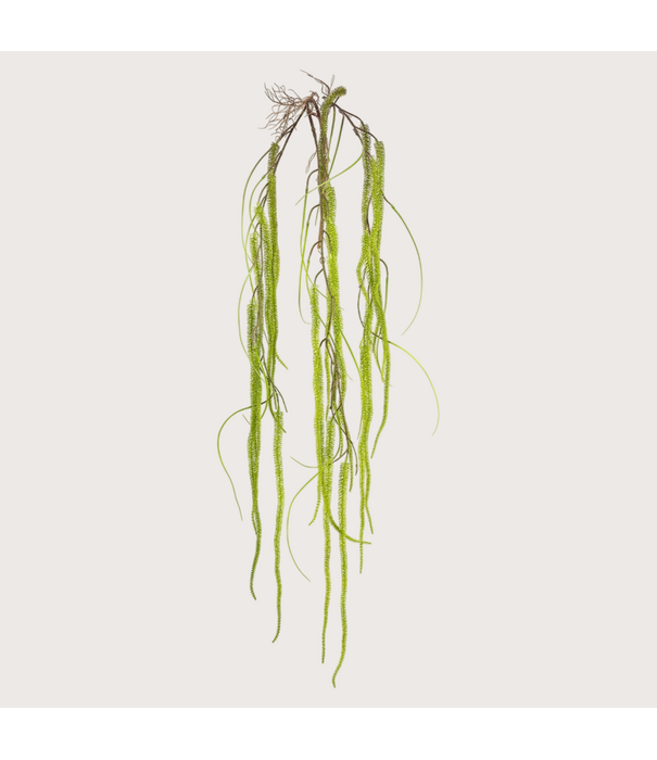 Amaranthus Hanging Branch Green H150