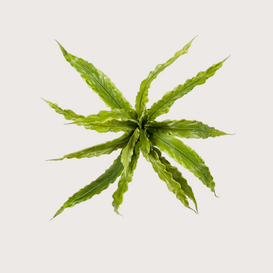 Asplenium Fern H30
