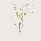 Ptelea Tak Groen H110