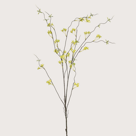 Ptelea Tak Groen H110