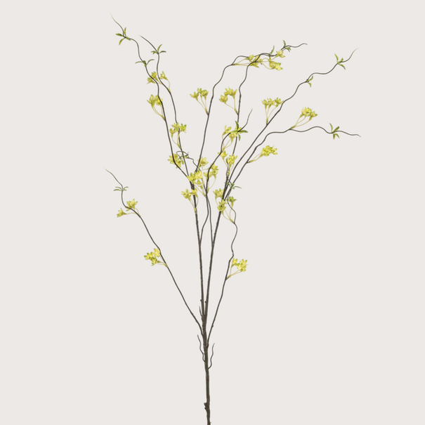 Ptelea Branch Green H110