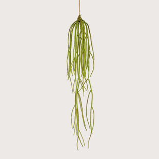 Amaranthus Hanging H90