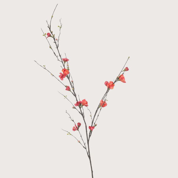 Quince Blossom Branch Coral H125