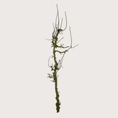 Pear branch L L180 /210 - Thin trunk