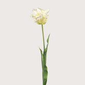 Parrot Tulip White/Green H68