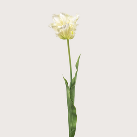 Parrot Tulip White/Green H68