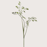 Chasmanthium Branch Green H75