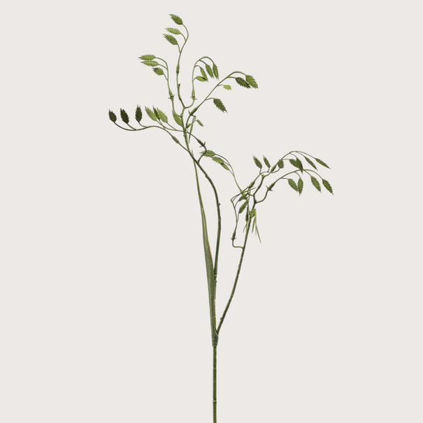 Chasmanthium Tak Groen H75